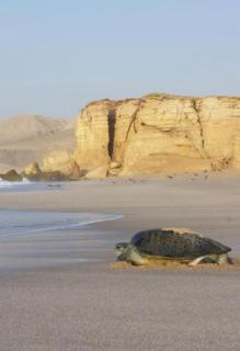 شاليه ڤيو - 2