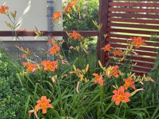 Ferienwohnung Neustrelitz - 8