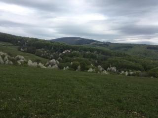 Sad u Harušťákov -  - 7