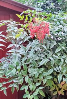 Fortezza garden apartment - 2