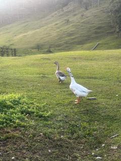 Sitio Encantos do Vale - 9