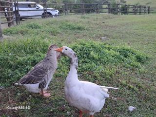 Sitio Encantos do Vale - 5