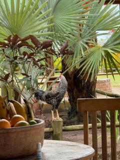 Chalé da Baleia - Rancho Wekana - Cumuruxatiba - 6