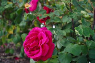 Wagga Gardens Motel - 5