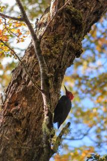 Refugio el Hualle, Parque Nacional Conguillío - 4