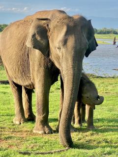 Sheran Safari House - 1