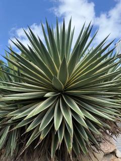 Boho garden Apt B - 7