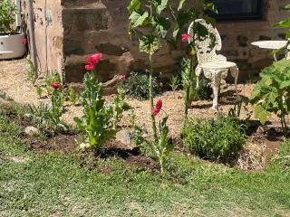 Kooringa Cottage - 4