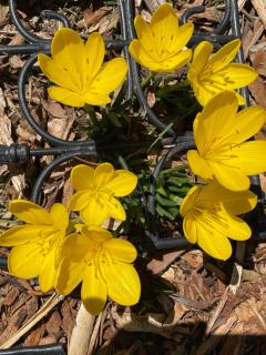 Kooringa Cottage - 5