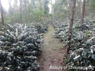 chikmagalurmalnadhomestay-8-1-4-7-4-8-0-5-2-3 - 0