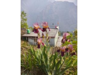 Nk brothers,Joshimath - 8