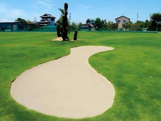 Sunshine Shirako New - 4