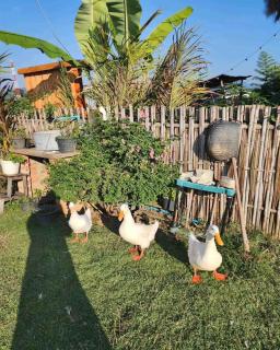 Yidan Farmstay in Chiang Dao - 3