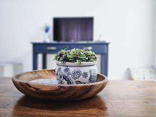 Dutch on Tecoma, Wonderboom, Pretoria - 9