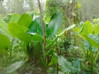 RELAX ECO Life Center-Khao Lak - 5