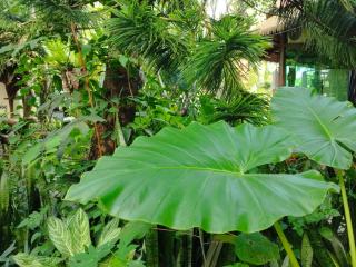 RELAX ECO Life Center-Khao Lak - 4