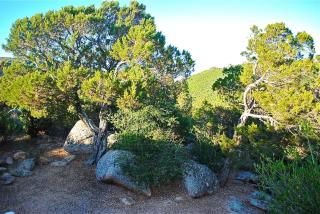 Villa Cala Rossa 45M2 4-5 pers Rondinara Bonifacio - 1