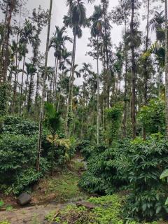 Coffee Estate Stay - Private Room - 9