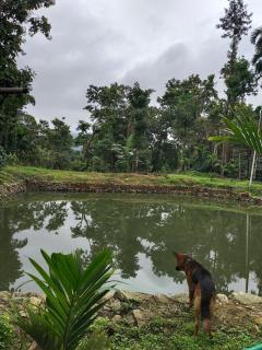 Coffee Estate Stay - Private Room - 8