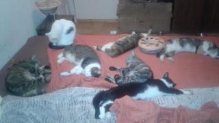 A-Sissy-Hof Billigangebot - 3