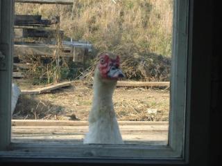 A-Sissy-Hof Billigangebot - 2