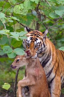 The Highvill Home Stay - 3