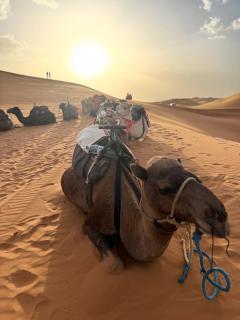 Oasis Desert Luxury Camp - 3