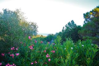 Villa Tarco 40M2 - 4 pers Rondinara Bonifacio - 5