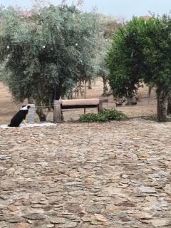 Tapada das Carvalhas - 5