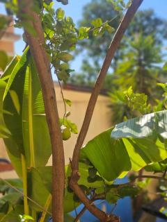 Villa Regina - Vitta - 0