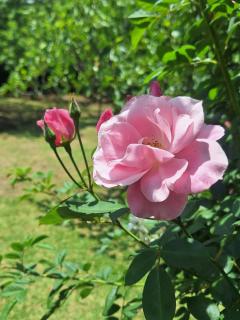 Cinnamon & Sage Country Cabins - 6