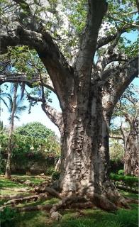 Villa con piscina e baobab - 8
