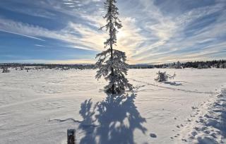 Stunning Home In Sjusjøen With Sauna - Sjusjøen - 4