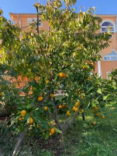 Apartmani Citrus Novigrad - 9