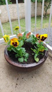 Refúgio dos pássaros - 8