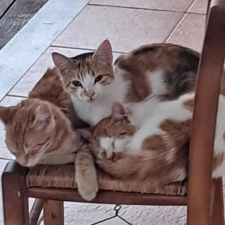 Ellenas- studios - 9