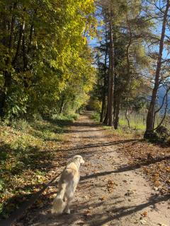 Ciasa Erica - Val di Non - 5