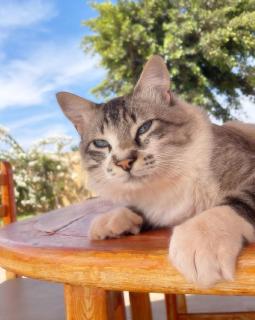 Peaceful Family Villa on a Farm with Private Pool and Stunning Mountain Views - 1