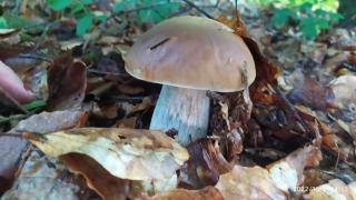 La maisons aux volets bleus - 9