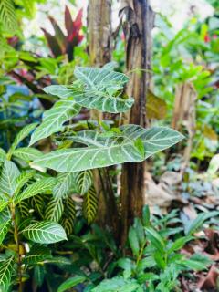 Fairytale Jungle Cottage by the Sea, Bocas - 8