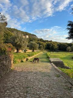 Swimming Pool Bedroom at Casa dos Macieis, Camino Santiago direct access & Optional Agritourism - 1