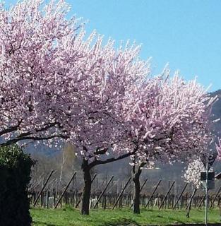Ferienwohnung Luitpold 21 - 5