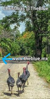 The Blue Eco Lodge - 4