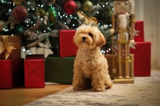 Four Seasons Hotel London at Tower Bridge - 4