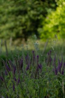 Maison Mirabelle - Gamarde-les-Bains - 3