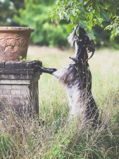 Maison Mirabelle - Gamarde-les-Bains - 8