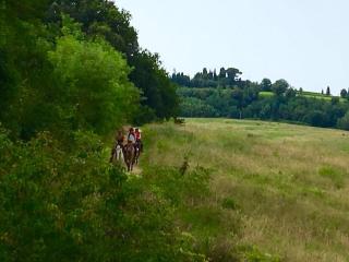 2 Br,1bath with 2 AC units, garden apt in Chianti! - 7