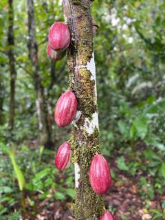 Fairytale Jungle Cottage by the Sea, Bocas - 3