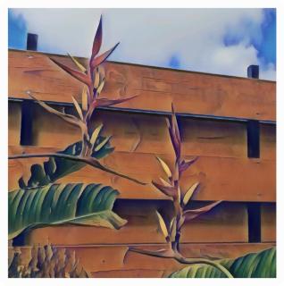 La Kaz Héliconias - 2