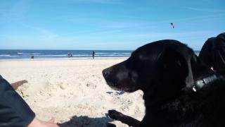 Fischstübchen Neeberg Apt 1 – Wald und Wiese - 1